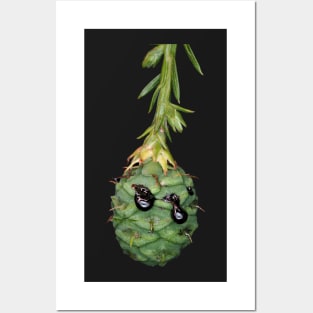 Green female cone of coastal redwood Posters and Art